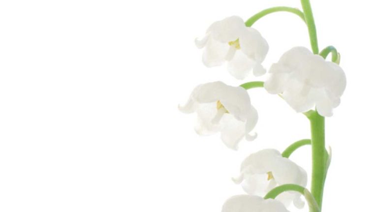 Lily of the valley: These tiny clusters of bell-shaped flowers were the bouquet choice of Grace Kelly, and the fragrant flowers still have flowing, graceful impact.