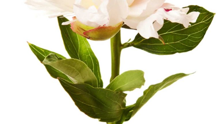 Peonies: Romance blossoms from the ethereal, featherlike petals of the peony. Whether white, pink or deep red, the large, round blooms make a statement.