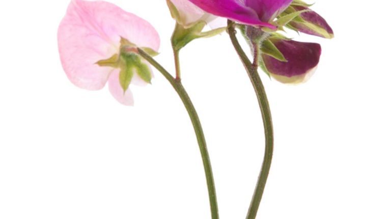 Sweet peas: The medium-sized flowers of this climbing vine come in many colors and offer a free-flowing, ruffled look to bouquets.
