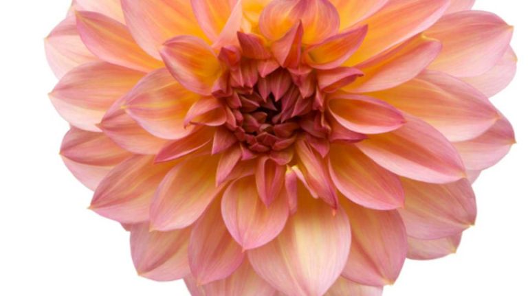 The shape and size of dahlias vary, and intricate colors make them stand out. They are great as bouquet boosters or in eye-catching centerpieces.
