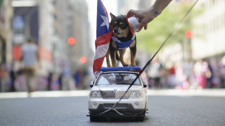 Neron rides on a toy car in the 57th annual National Puerto Rican Day Parade in Manhattan on Sunday, June 08, 2014. 