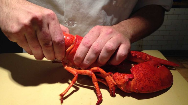 One of your biggest tools, though, are your hands. Use them to separate the tail from the body.