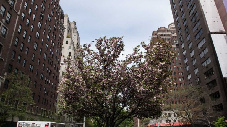 Park Avenue flowers. 