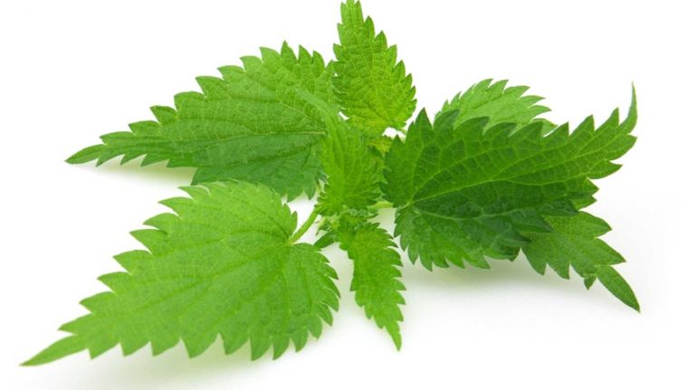 Herbs like perennial stinging nettle have been found to help inhibit the inflammation that leads to hay fever. 