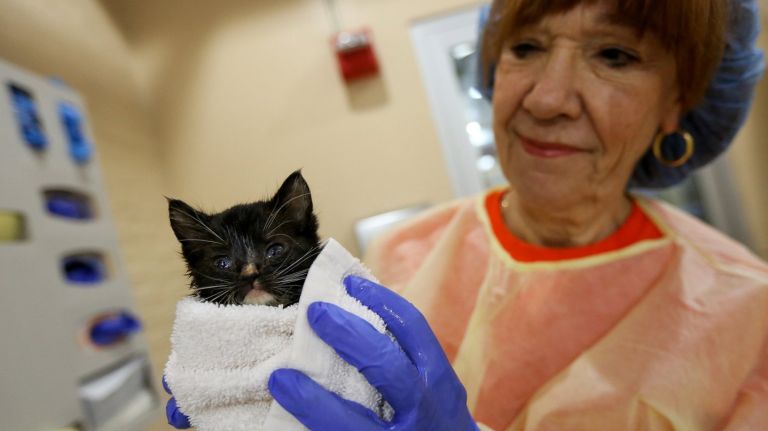 Volunteer Valerie Dutton washes 