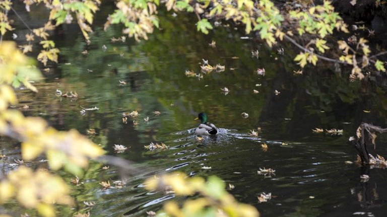 A duck swims along Muskrat Cove near the entrance to the Bronx River Parkway in Woodlawn.