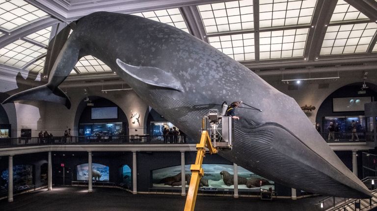 The 94-foot-long blue whale at the American Museum of Natural History got its yearly cleaning on Tuesday, April 24.