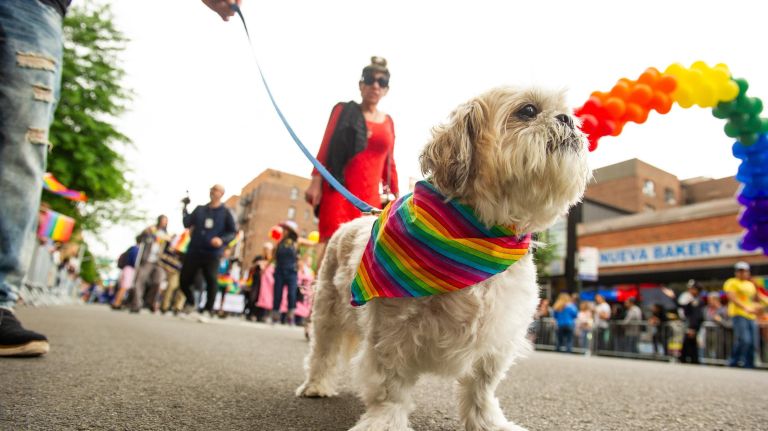 Queens Pride Parade injects color into an otherwise cloudy day 16 Nestor, 11, a Shih Tzu, shows pride at the 26th annual Pride Parade and Festival.