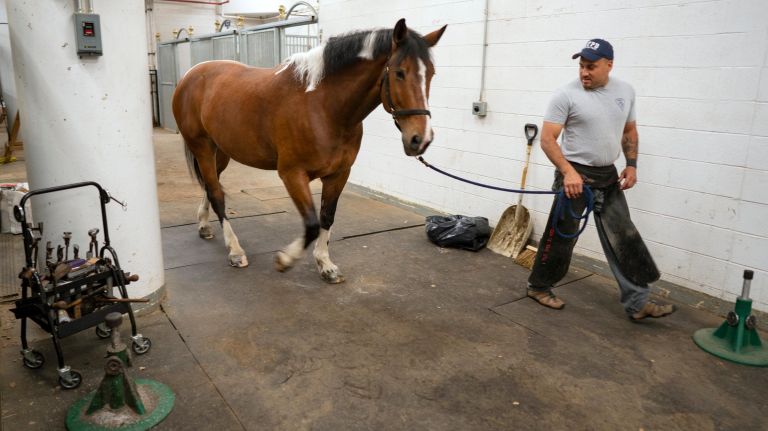 Marcus A. Martinez Jr., a NYPD Horseshoer, leads NYPD police horse Centennial to a cross tie before putting on a shoe.
