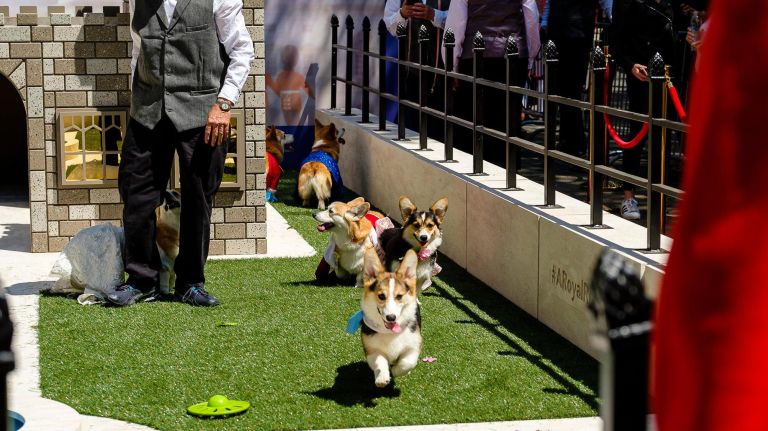 Corgis dressed as the royal family had a chance to play inside the mini-Windsor Castle.