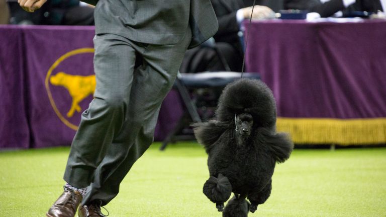 Westminster Kennel Club Dog Show brings top canines to NYC 91 The winner in the non-sporting group enters the ring during the best in show competition at the 141st annual Westminster Kennel Club dog show at Madison Square Garden in Manhattan Tuesday, Feb. 14, 2017.