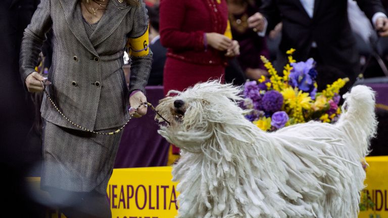 Westminster Kennel Club Dog Show brings top canines to NYC 99 A Komondor, in the working group final, is taken for a run by a handler at the 141st annual Westminster Kennel Club dog show at Madison Square Garden in Manhattan Tuesday, Feb. 14, 2017.