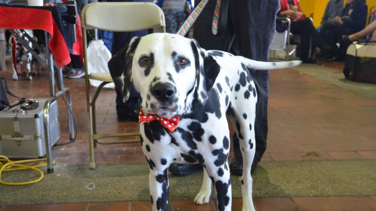 Westminster Kennel Club Dog Show brings top canines to NYC 132 A dapper dalmatian waits to compete at the 141st annual Westminster Kennel Club Dog Show in Manhattan on Monday, Feb. 13, 2017.