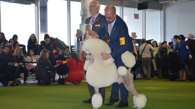 Westminster Kennel Club Dog Show brings top canines to NYC 134 A dog competes at the 141st annual Westminster Kennel Club Dog Show in Manhattan on Monday, Feb. 13, 2017.