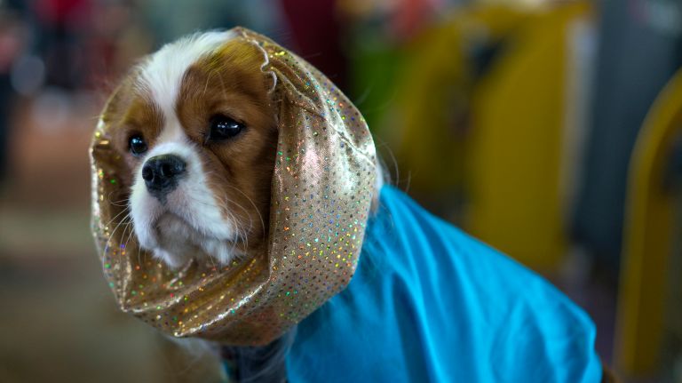 Westminster Kennel Club Dog Show brings top canines to NYC 139 Trip, a Cavalier King Charles Spaniel, stays neat and tidy in the benching area at the 141st annual Westminster Kennel Club dog show in Manhattan on Monday, Feb. 13, 2017.