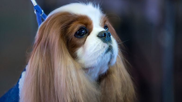 Westminster Kennel Club Dog Show brings top canines to NYC 150 James, a Cavalier King Charles Spaniel form Asheville, N.C., sits quietly before competition at the 141st annual Westminster Kennel Club Dog Show in Manhattan Monday, Feb. 13, 2017.