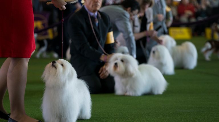 Westminster Kennel Club Dog Show brings top canines to NYC 154 Coton de Tulear dogs compete at the 141st annual Westminster Kennel Club Dog Show in Manhattan Monday, Feb. 13, 2017.
