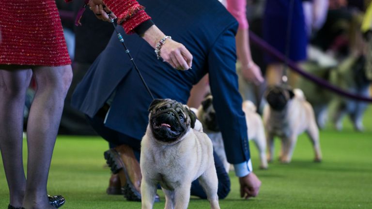 Westminster Kennel Club Dog Show brings top canines to NYC 157 Pugs work in the competition ring at the 141st annual Westminster Kennel Club Dog Show in Manhattan Monday, Feb. 13, 2017.