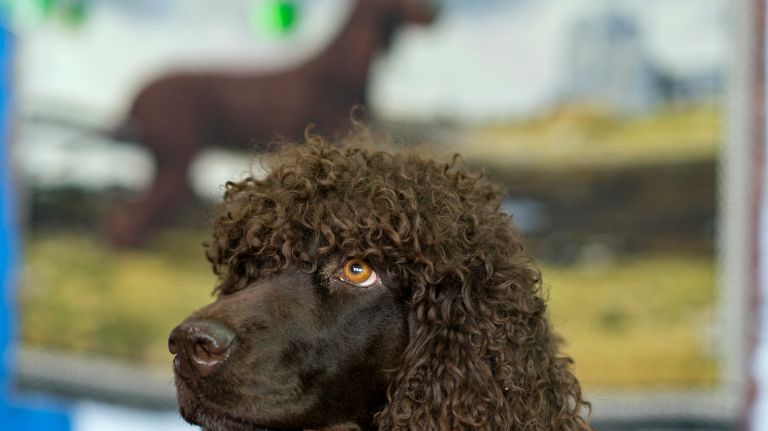 Westminster Kennel Club Dog Show brings top canines to NYC 158 Allure, an Irish water spaniel, sits quietly as fans pass by during the 8th AKC Meet The Breeds portion of the Westminster Kennel Club dog show in Manhattan on Saturday, Feb. 11, 2017.