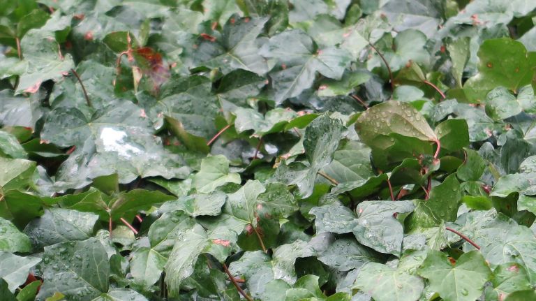 Snow in NYC: Photos from winter 2016-2017 54 Snow melts atop plants at Bryant Park in Manhattan on Friday, March 10, 2017.