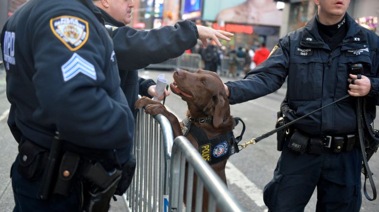 New Year's Eve Times Square ball drop: See photos 53 A dog from the NYPD canine unit with officers in Times Square before the 2017 New Year's Eve celebration on Saturday, Dec. 31, 2016.