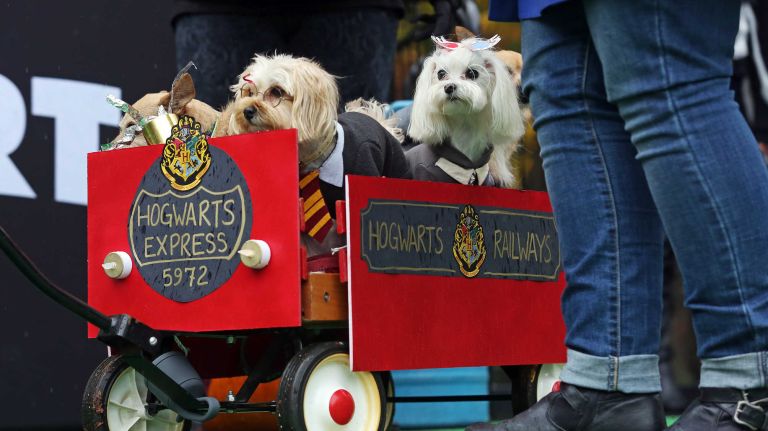 Hundreds of dogs and their owners participate in the annual Halloween Dog Parade at Tompkins Square Park, Manhattan, October 22, 2016.