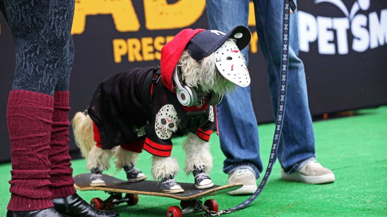 This skateboarding pooch was among hundreds of dogs and their owners who participated in the annual Halloween Dog Parade at Tompkins Square Park, Manhattan, October 22, 2016.