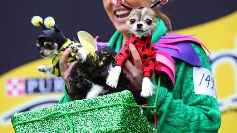 These two small dogs have costumes with a mighty big impact, as they join hundreds of dogs and their owners in the annual Halloween Dog Parade at Tompkins Square Park, Manhattan, October 22, 2016.