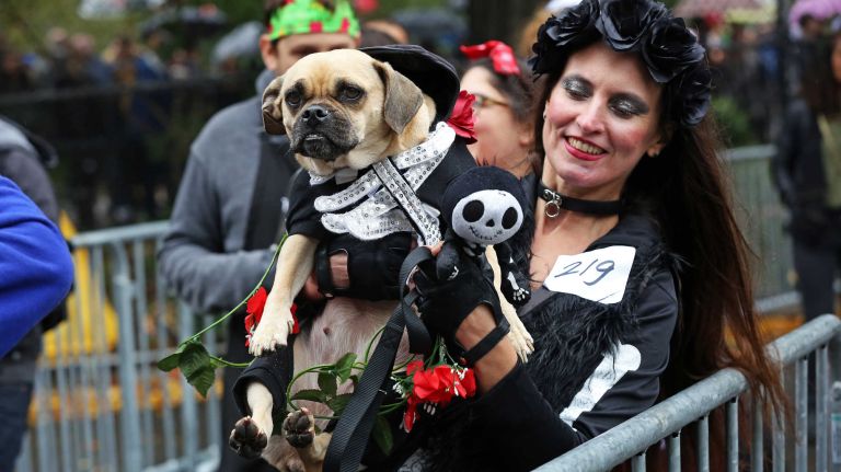 Too cute to be truly ghoulish, this dog joins hundreds of dogs and their owners in the annual Halloween Dog Parade at Tompkins Square Park, Manhattan, October 22, 2016.
