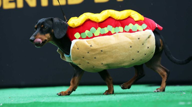 This dachshund is really hot-doggin' it in the annual Halloween Dog Parade at Tompkins Square Park, Manhattan, October 22, 2016.