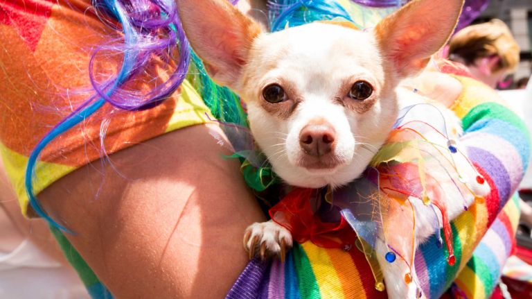 NYC Pride March 2016: See photos of the annual march to commemorate the Stonewall riots 115 A paradegoer holds a small dog during the 46th annual New York City Pride March on Fifth Avenue in Manhattan on Sunday, June 26, 2016. This year's Pride parade pays tribute to the 49 killed in the shooting at a gay nightclub in Orlando, Florida, two weeks ago on June 12.