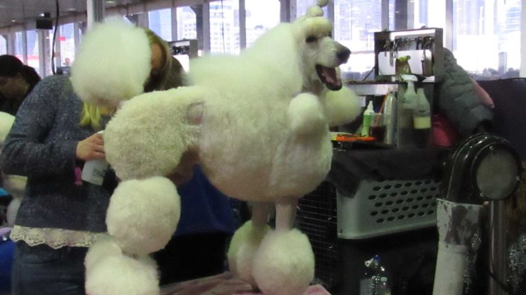 Westminster Dog Show 2016: 15 dogs more pampered than you 19 A Standard Poodle gets a detailed grooming before going to the ring at the 140th Westminster Kennel Club Dog Show on Monday, Feb. 15, 2016.