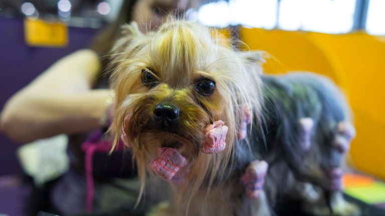 AKC names most popular NYC dog breeds in 2015 7 Coming in eighth last year, the Yorkshire Terrier is now the fifth most popular dog in the city. Pictured: Leo, a Yorkshire Terrier from Texas, is groomed by handler Jessica Anderson of Austin at the Westminster Kennel Club Dog Show on Monday, Feb. 15, 2016.