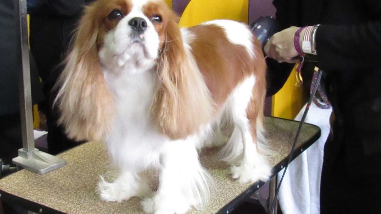 AKC names most popular NYC dog breeds in 2015 9 The Cavalier holds number 10 again this year in the ranking of top breeds in New York City. Pictured: A Cavalier King Charles spaniel gets ready for the ring at the 140th Westminster Kennel Club Dog Show on Monday, Feb. 15, 2016.