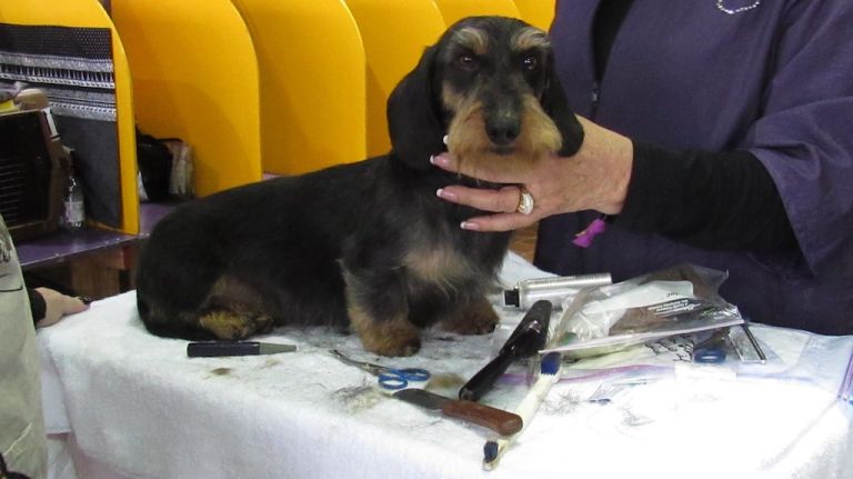 AKC names most popular NYC dog breeds in 2015 10 The Dachshund comes in 12th place this year in New York City. It often places in or close to the top 10 breeds in the country. Pictured: A Dachshund prepares to be shown at the 140th Westminster Kennel Club Dog Show on Feb. 15, 2016.