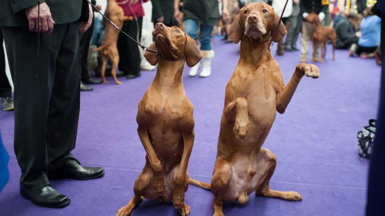 AKC names most popular NYC dog breeds in 2015 12 The Vizsla has not ranked very high in the country's most popular breeds, but it comes in 20th in New York City. Pictured: Ellie, 2, sits back beside friend Eli, 4, of Atlanta at the 138th Annual Westminster Kennel Club Dog Show in Manhattan on Feb. 11, 2014. Ellie and Eli are from The Vizsla Club of Long Island.