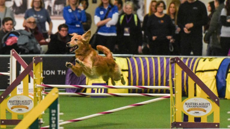 A dog competes in the Masters Agility Championship during the Westminster Kennel Club Dog Show on February 10, 2018, in Manhattan.