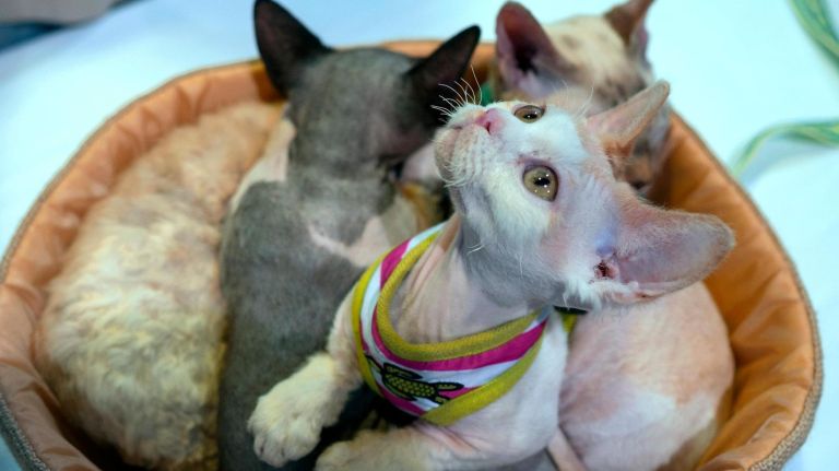 Sweet Minskin cats snuggle together at the Westminster Kennel Club dog show that included the 8th AKC Meet The Breeds in New York Saturday, Feb. 11, 2017.