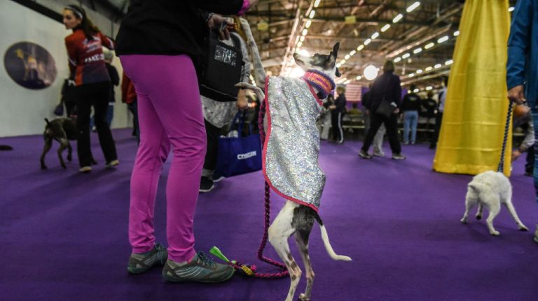 A dog looks for a treat before competing in the Masters Agility Championship during the Westminster Kennel Club Dog Show on Feb. 10, 2018, in Manhattan. 