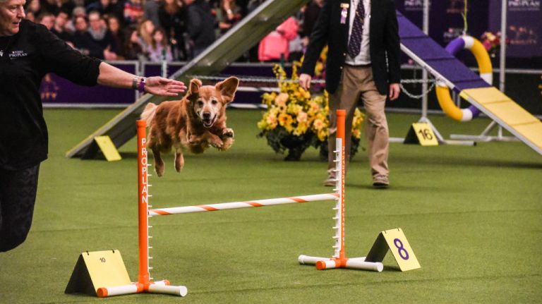 A dog takes a jump in the Masters Agility Championship during the Westminster Kennel Club Dog Show on Feb. 10, 2018, in Manhattan.