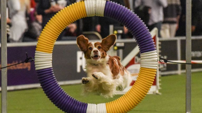A dog goes through a tire jump in the Masters Agility Championship during the Westminster Kennel Club Dog Show on Feb. 10, 2018, in Manhattan.