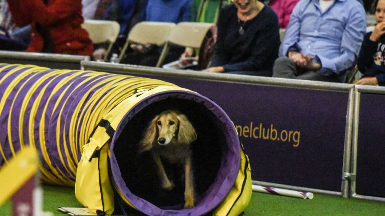 A dog goes through a tunnel in the Masters Agility Championship during the Westminster Kennel Club Dog Show on Feb. 10, 2018, in Manhattan.