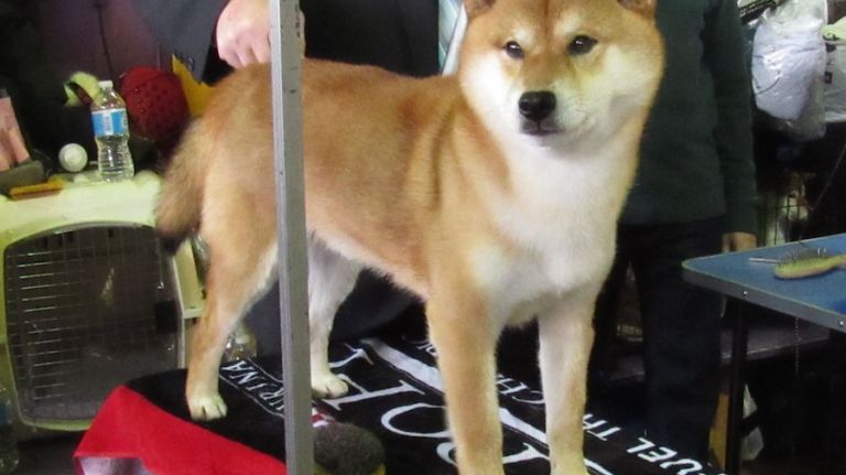 AKC names most popular NYC dog breeds in 2015 11 The Shiba Inu hasn't ranked high in the country in recent years, but in New York City, the breed comes in 14th place. Pictured: A Shiba Inu gets its final grooming before heading to the ring at the 140th Westminster Kennel Club Dog Show on Feb. 15, 2016.