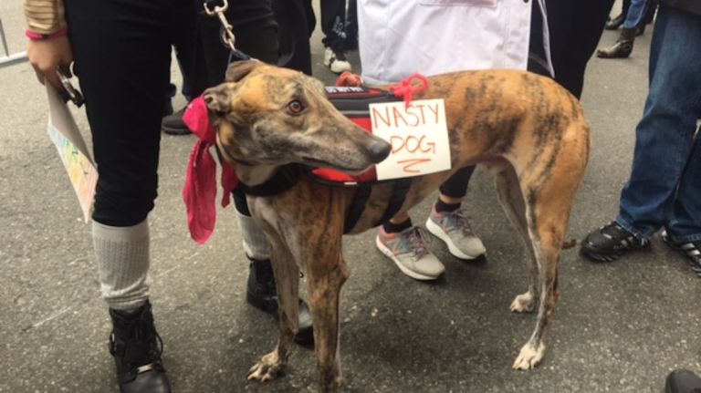 A dog wears a reference to the phrase 