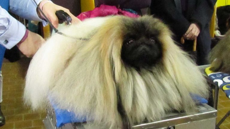 Westminster Dog Show 2016: 15 dogs more pampered than you 16 Final grooming touches prepare this Pekingese to enter the ring at the 140th Westminster Kennel Club Dog Show on Monday, Feb. 15, 2016.