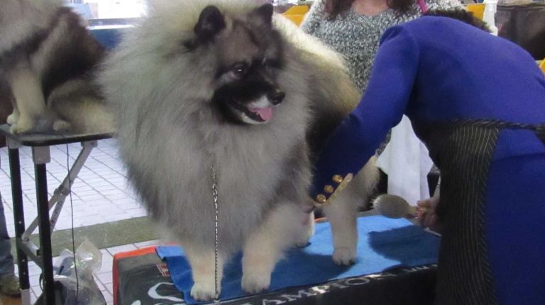 Westminster Dog Show 2016: 15 dogs more pampered than you 21 A Keeshond prepares for the competition at the 140th Westminster Kennel Club Dog Show with a thorough grooming session on Monday, Feb. 15, 2016.