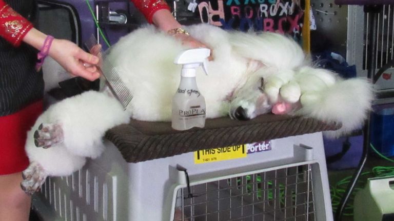 Westminster Dog Show 2016: 15 dogs more pampered than you 22 This Standard Poodle relaxes during a grooming session at the 140th Westminster Kennel Club Dog Show on Monday, Feb. 15, 2016.