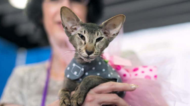 Chelsey, a Peterbald cat, is a little sleepy during the Westminster Kennel Club dog show that included the 8th AKC Meet The Breeds in New York Saturday, Feb. 11, 2017.