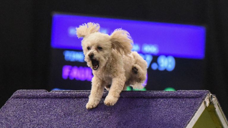 A dog goes over an A-frame obstacle in the Masters Agility Championship during the Westminster Kennel Club Dog Show on Feb. 10, 2018, in Manhattan.