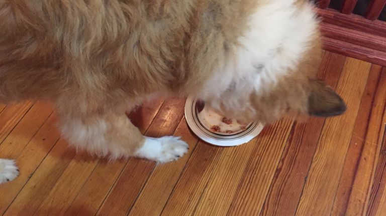 Cook for Your Pets Day: A dog taste test 7 After mashing up the meatball a bit to make it easier to eat, we served Phoenix his snack on a nice Kate Spade dish, so he could feel part of the family. We anxiously awaited his feedback.